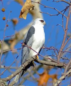 White Swallow Tailed Kite Paint By Numbers