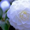 White Camelia Paint By Numbers