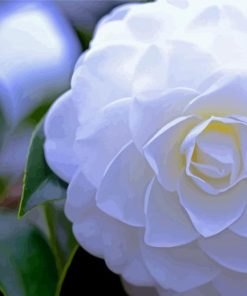 White Camelia Paint By Numbers