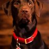 Baby Chocolate Lab Paint By Numbers