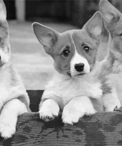 Black And White Corgis Paint By Numbers