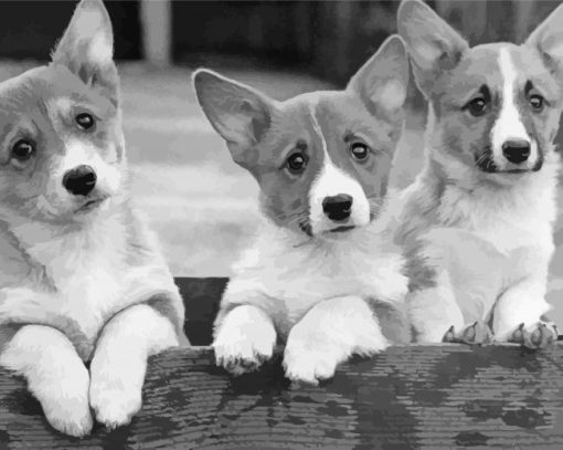 Black And White Corgis Paint By Numbers