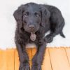 Black Labradoolle Puppy Paint By Numbers