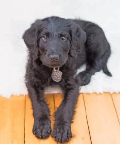 Black Labradoolle Puppy Paint By Numbers