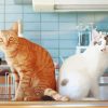 Cats In Kitchen Paint By Numbers