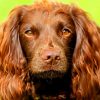 Close Up Chocolate Brown Field Spaniel Paint By Numbers