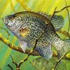 Crappie Underwater Paint By Numbers