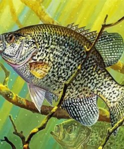 Crappie Underwater Paint By Numbers