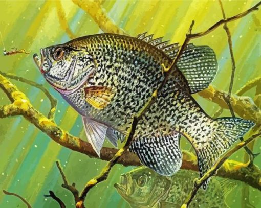 Crappie Underwater Paint By Numbers