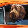 Dogs In Orange Car Paint By Numbers