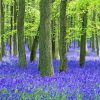 Forest Blue Bells Paint By Numbers