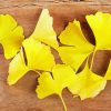 Ginkgo Yellow Leaves Paint By Numbers