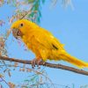 Golden Conures On Stick Paint By Numbers