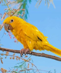 Golden Conures On Stick Paint By Numbers