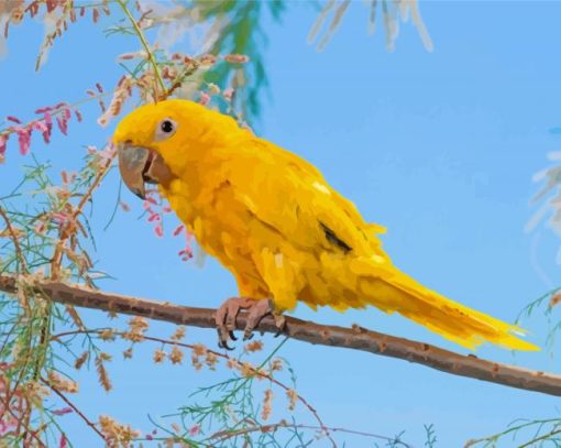 Golden Conures On Stick Paint By Numbers