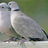 Gray Dove In Love Paint By Numbers