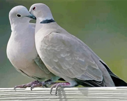 Gray Dove In Love Paint By Numbers