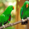 Green Eclectus Birds Paint By Numbers