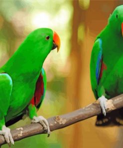 Green Eclectus Birds Paint By Numbers