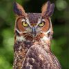 Horned Owl Paint By Numbers