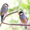 Java Sparrow Birds Paint By Numbers