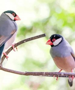 Java Sparrow Birds Paint By Numbers