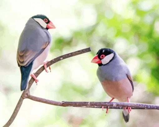 Java Sparrow Birds Paint By Numbers