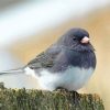 Junco Bird Paint By Numbers