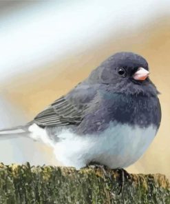 Junco Bird Paint By Numbers