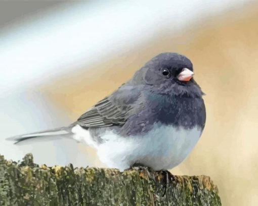 Junco Bird Paint By Numbers