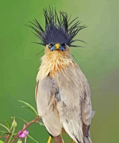 Messy Bird Hair Paint By Numbers