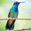 Mexican Violetear On Stick Paint By Numbers