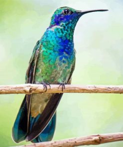 Mexican Violetear On Stick Paint By Numbers