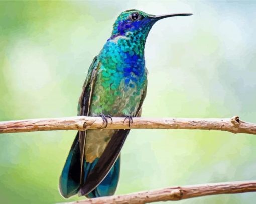 Mexican Violetear On Stick Paint By Numbers