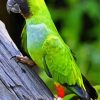 Nanday Conure Parrot Paint By Numbers