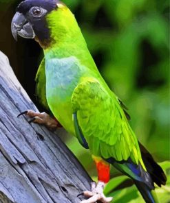 Nanday Conure Parrot Paint By Numbers