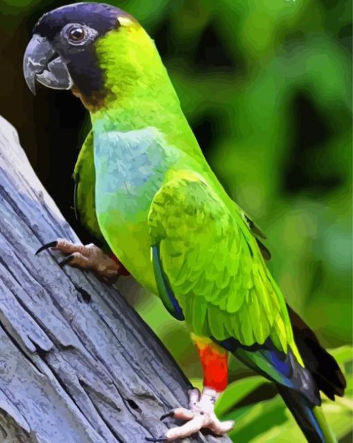 Nanday Conure Parrot Paint By Numbers