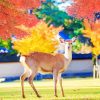 Nara Park Paint By Numbers