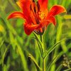 Prairie Lily Art Paint By Numbers