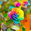 Rainbow Rose Paint By Numbers