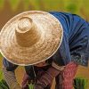 Rice Hat Paint By Numbers