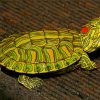 The Red Eared Slider Paint By Numbers