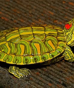 The Red Eared Slider Paint By Numbers