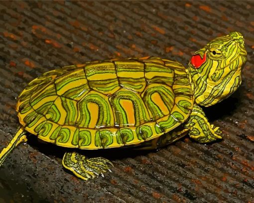 The Red Eared Slider Paint By Numbers