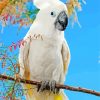 Umbrella Cockatoo On Stick Paint By Numbers