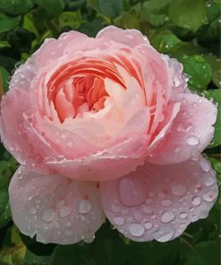 Wonderful Queen Rose Paint By Numbers