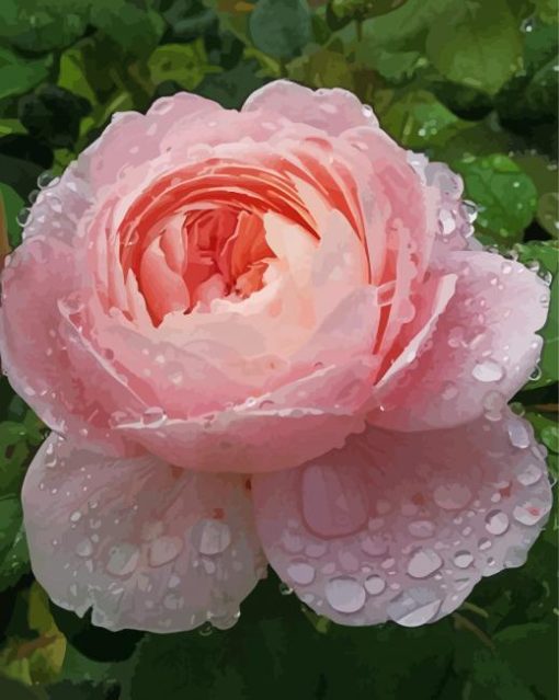 Wonderful Queen Rose Paint By Numbers