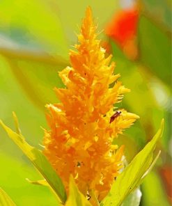 Yellow Cockscomb Flower Paint By Numbers