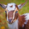 Adorable Nigerian Dwarf Goat Paint By Numbers