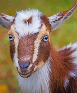 Adorable Nigerian Dwarf Goat Paint By Numbers